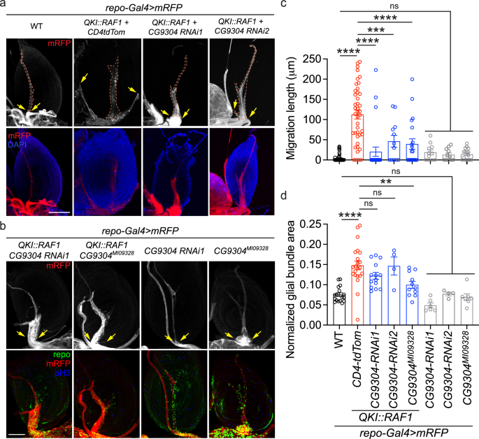 Fig. 6: GPR180/CG9304 mediates glial infiltration in QKI::RAF1 flies.