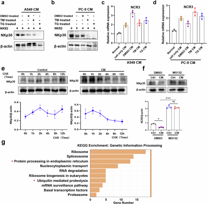 Fig. 6: IL-6 promotes ubiquitination and degradation of NKp30.