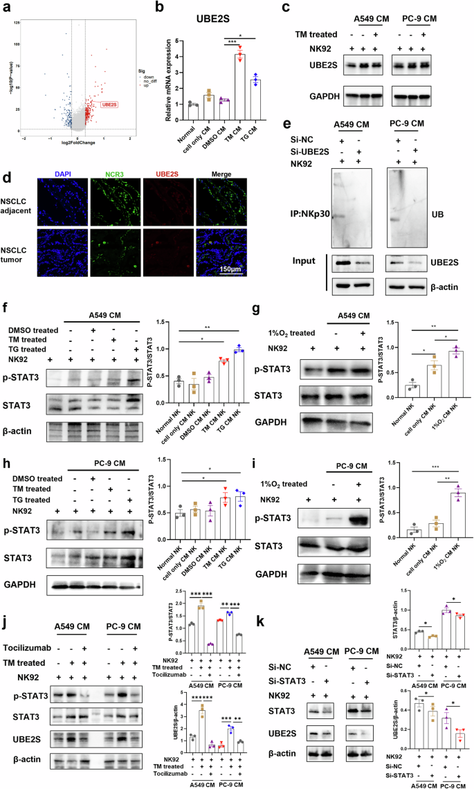 Fig. 7: IL-6 promotes ubiquitinated degradation of NKp30 in NK cells via the STAT3-UBE2S axis.