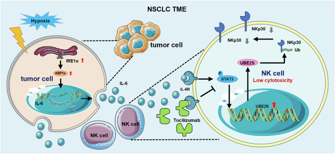 Fig. 8: A schematic diagram depicting hypoxia driven IL-6-inducde NK dysfunction in NSCLC.
