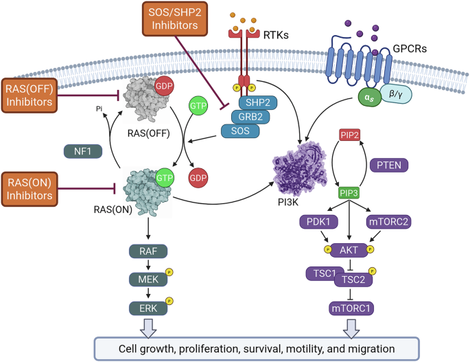 Fig. 10: Ras/MAPK and PI3K/AKT/mTOR signaling pathways.