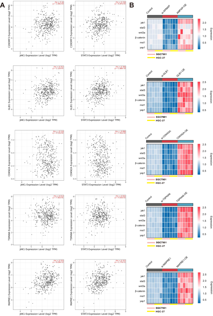 Fig. 8: Analysis of the correlation between core marker genes and stem cell markers.
