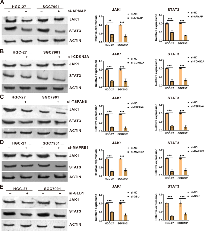 Fig. 9: Effect of core gene knockdown on the JAK1-STAT3 pathway.