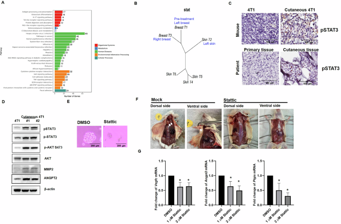Fig. 5: Inhibition of the JAK-STAT axis attenuates CMBC formation.