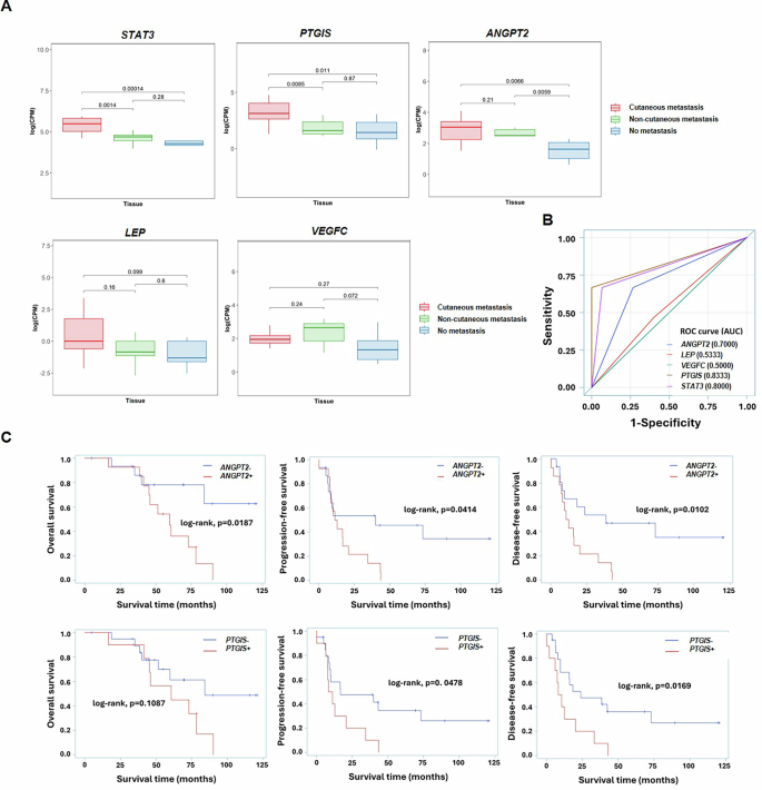 Fig. 6: Correlation analysis of angiogenesis-, cytokine-, and fatty acid metabolism-related genes in CMBC.