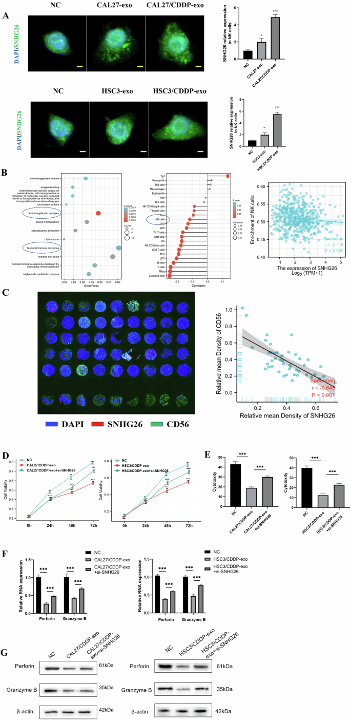 Fig. 3: The inhibitory effect of exosomes derived from cisplatin-resistant TSCC cells on NK cells was mediated by SNHG26.