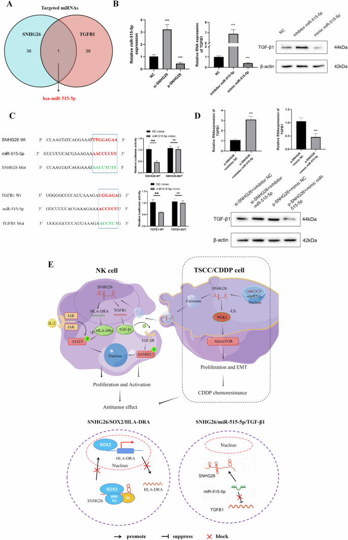 Fig. 6: The precise mechanism by which SNHG26 regulates TGFB1.