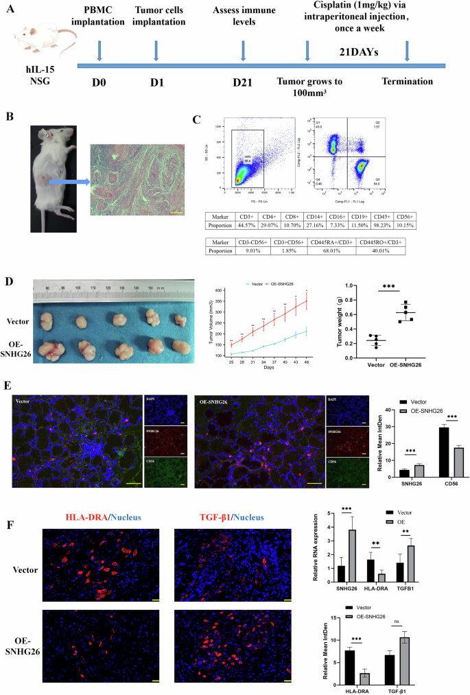 Fig. 7: SNHG26 promoted TSCC growth by inhibiting NK cells in vivo.
