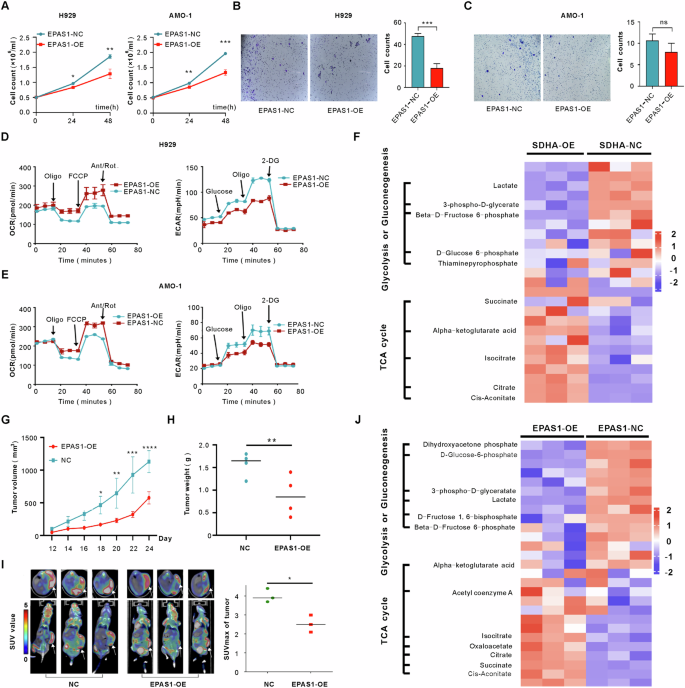 Fig. 3: Enhancing expression of EPAS1 in MM cells restored the TCA cycle and reduced level of glycolysis in vitro and in vivo.