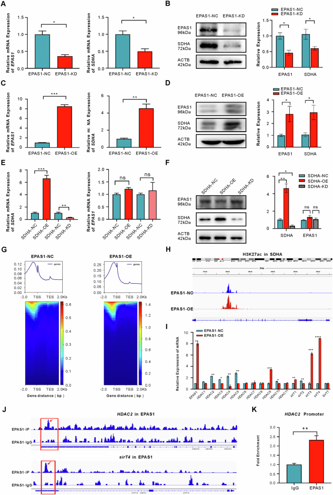 Fig. 4: The expression of EPAS1 affected the expression of SDHA, and HDAC2 was a target of EPAS1.