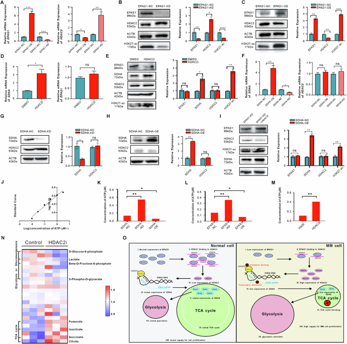 Fig. 5: EPAS1 inhibited HDAC2 and activated transcription of SDHA in MM cells.