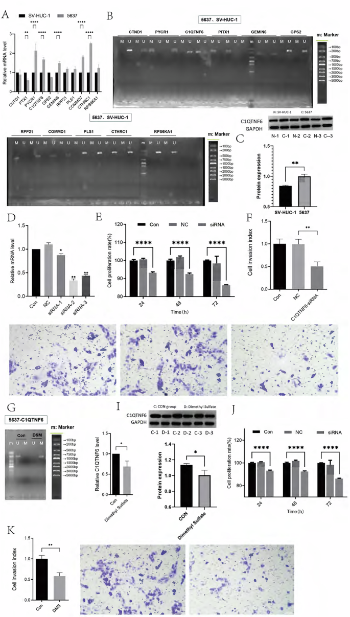 Fig. 5: Demethylation of C1QTNF6 Enhances Its Expression, Promoting Proliferation and Invasion in Bladder Cancer.