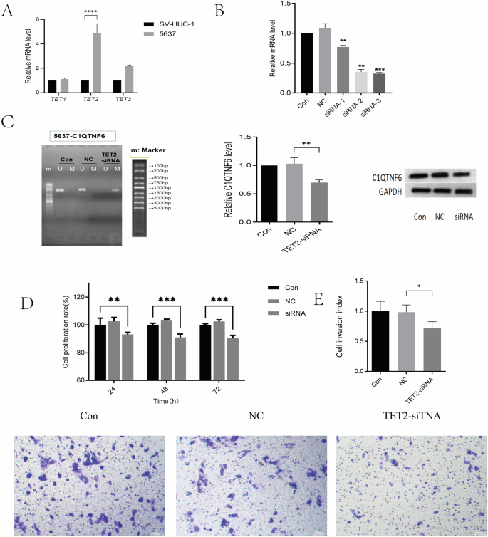 Fig. 6: TET2 mediates active DNA demethylation of C1QTNF6.