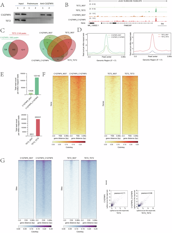 Fig. 7: Genome-Wide Colocalization and Physical Interaction Between TET2 and C1QTNF6.