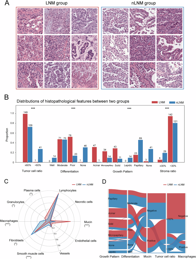 Fig. 5: Histopathological differences between LNM-positive and LNM-negative groups based on UNI_CTMIL model predictions (150 patches per group).