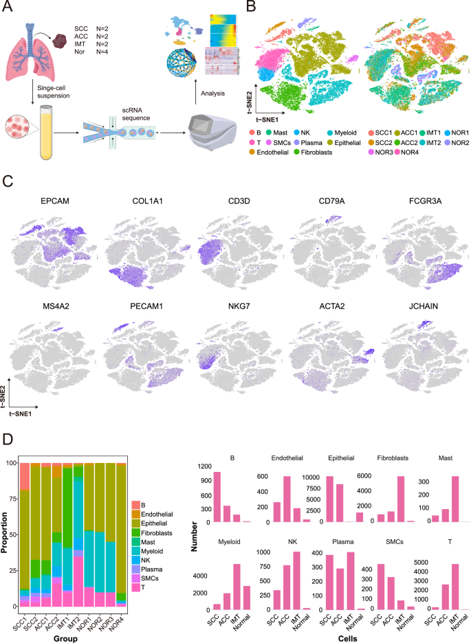 Fig. 1: Single-cell analysis of primary tracheobronchial tumor and normal trachea samples.