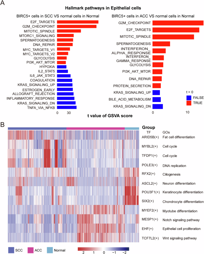 Fig. 3: Hallmark pathways and transcription factors of epithelial cells in SCC and ACC, compared with normal tissue samples.
