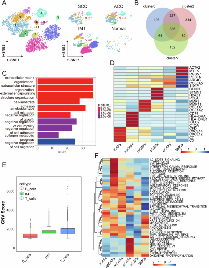Fig. 4: Characterization of the fibroblast populations in SCC, ACC, and normal tissue samples.