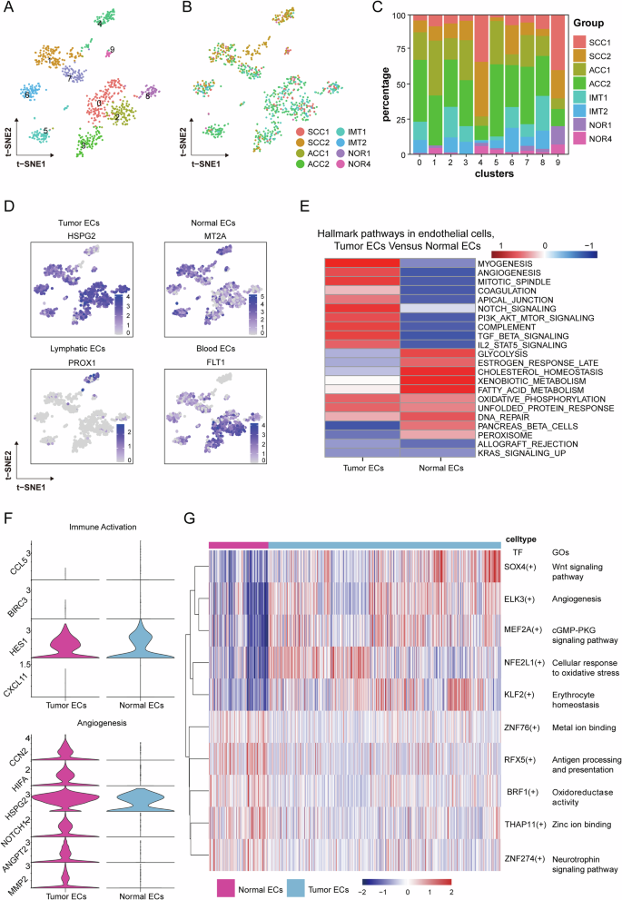 Fig. 5: Endothelial cells clusters.