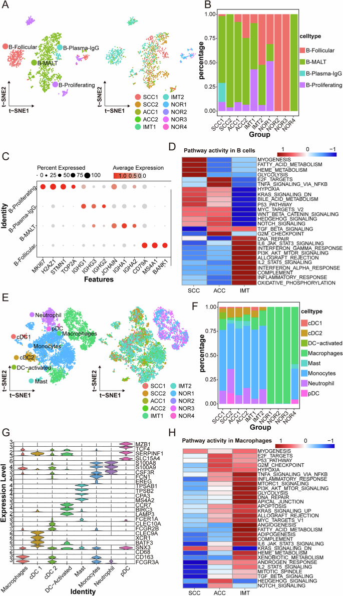 Fig. 7: B and Myeloid cells clusters.