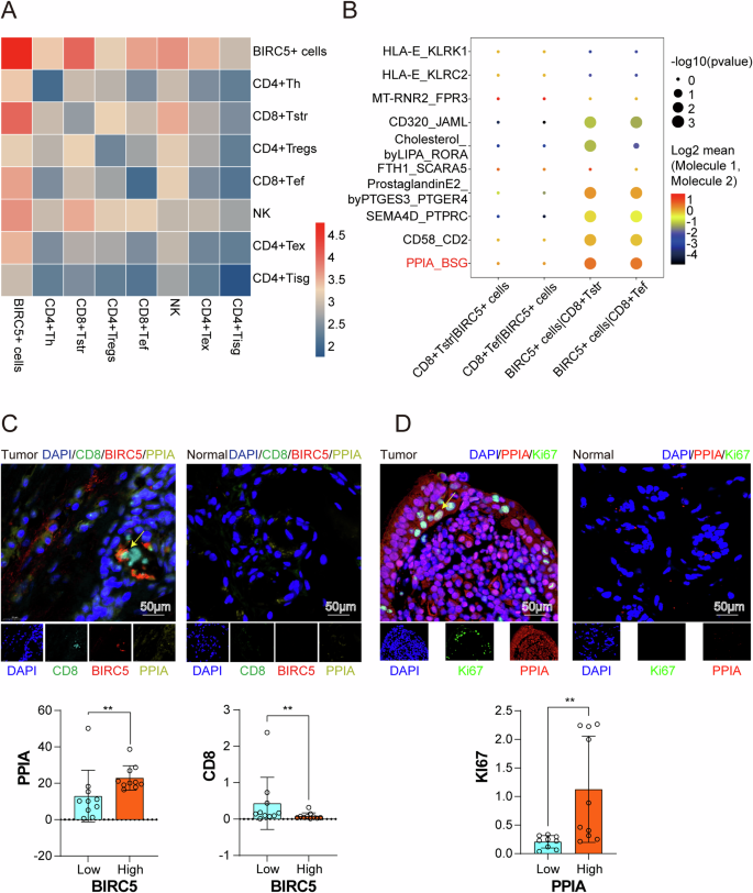 Fig. 8: BIRC5+ cells and CD8+ T cells may mediate PTBTs immune response.