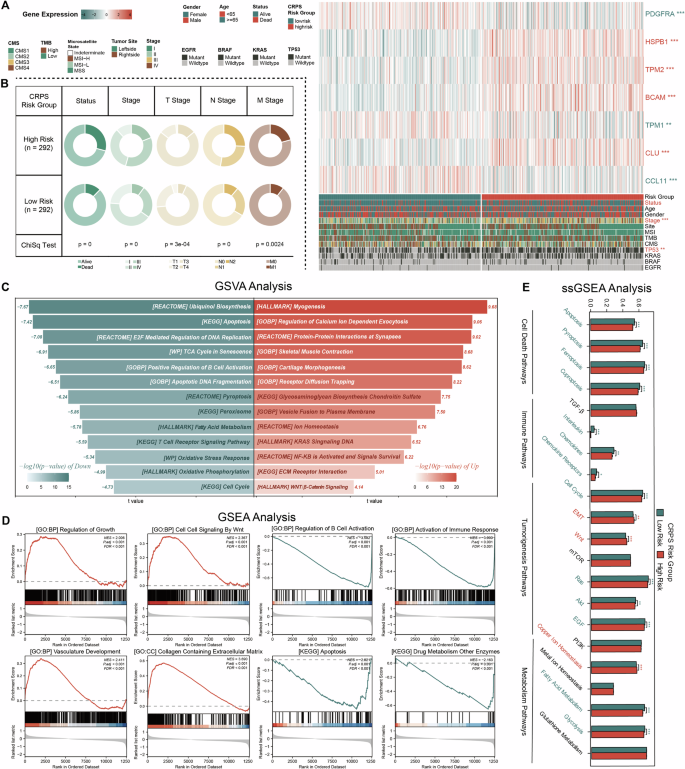 Fig. 4: CRPS exhibits strong correlations with clinicopathological features through various molecular mechanisms.