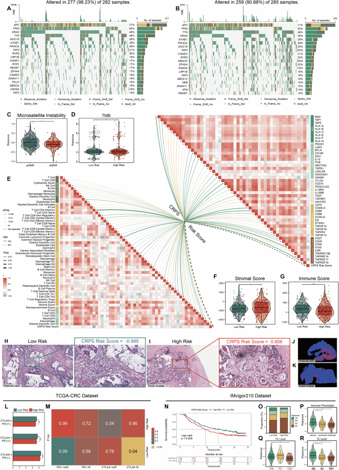 Fig. 5: Significant variations in gene somatic mutations, tumor immune microenvironment, and immunotherapy responses exist between high and low CRPS risk groups.
