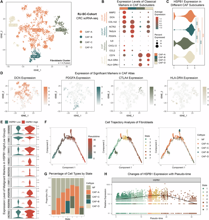 Fig. 7: The role of HSPB1 in the malignant transformation and subtype conversion of CAFs supported by single-cell analysis.