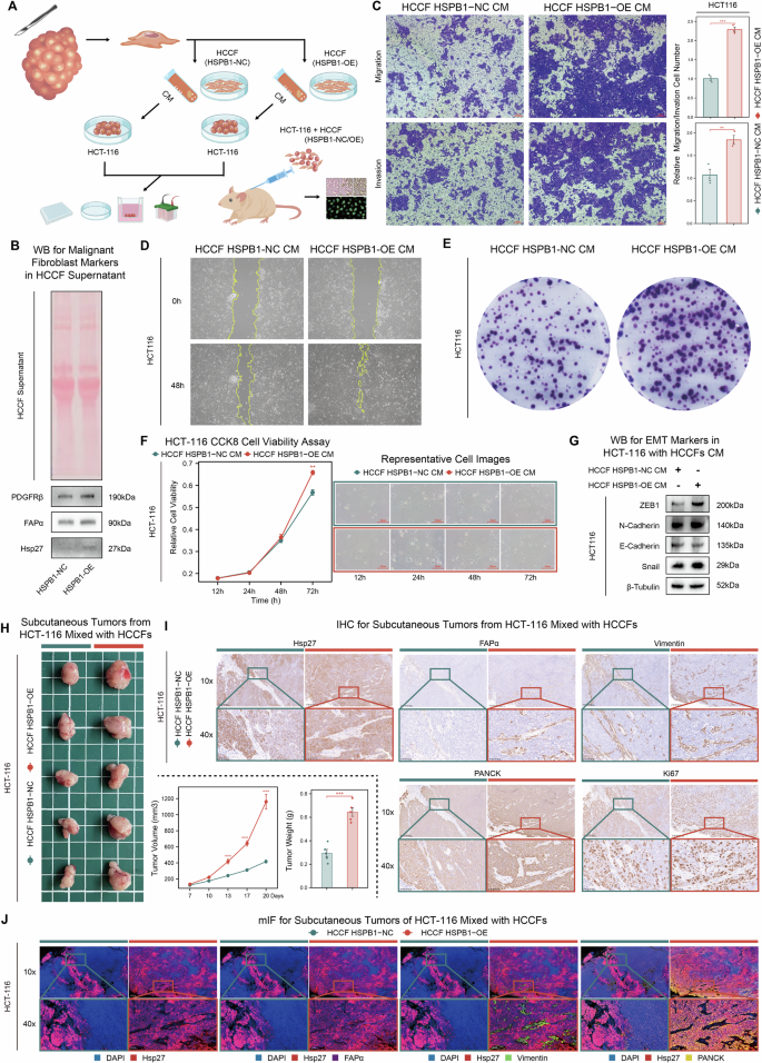 Fig. 9: Co-culture with HSPB1-overexpressing CAFs promotes malignant phenotypes of tumor cells in vitro and in vivo.