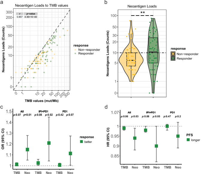 Fig. 5: Association of neoantigen load and TMB values with response and PFS.