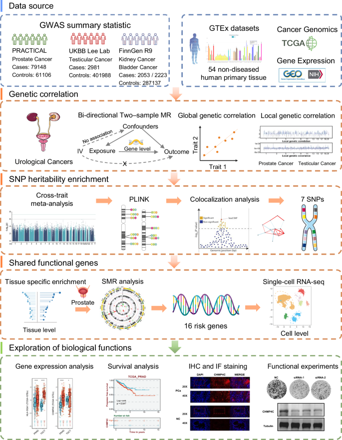 Fig. 1: Flowchart of the overall study design.