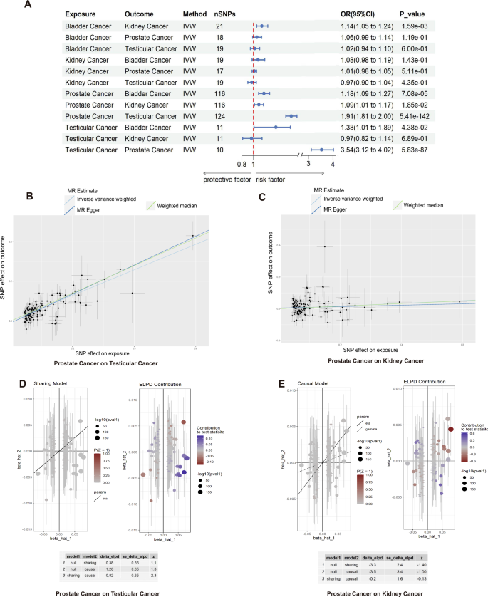 Fig. 2: Causal relationships between urological cancers.