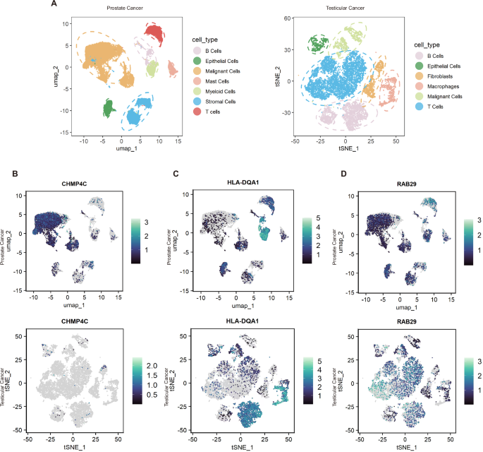 Fig. 6: Single-cell analysis results of prostate cancer (PCa) and testicular cancer (TC).