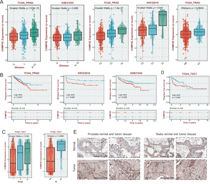 Fig. 7: Expression and prognostic value of CHMP4C in prostate cancer (PCa) and testicular cancer (TC).