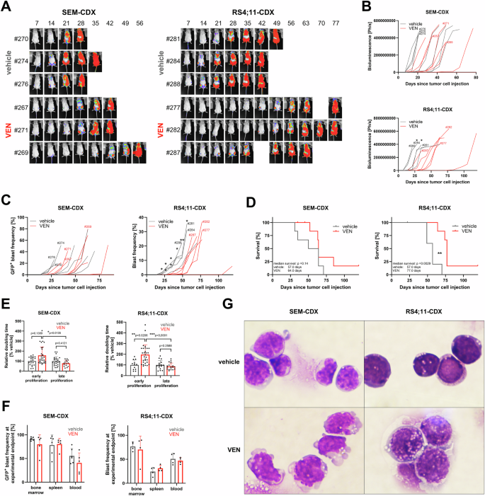 Fig. 2: Induction of VEN resistance in SEM and RS4;11 cell line-derived B-ALL xenograft models.