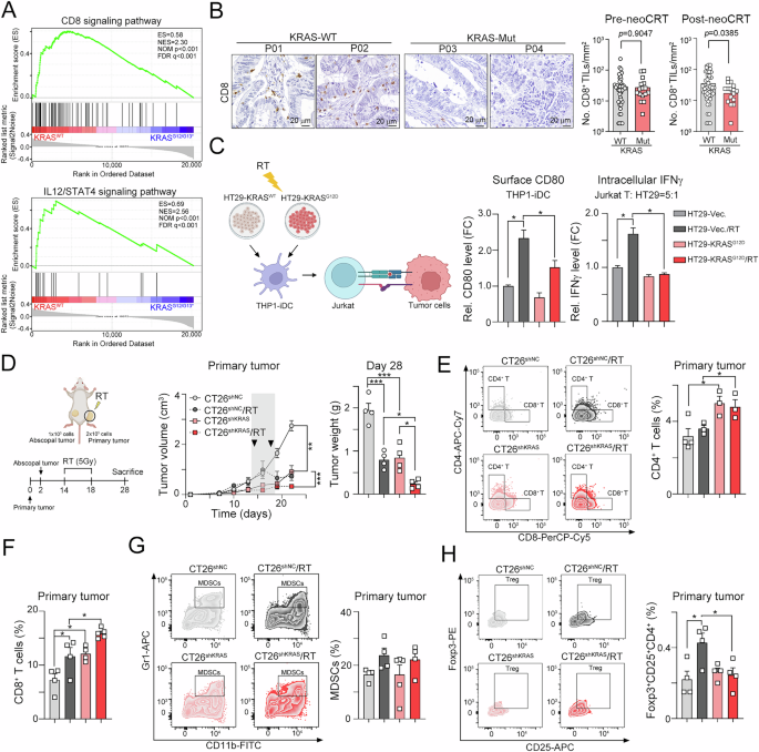 Fig. 1: Oncogenic KRAS significantly decreases the response to radiotherapy by attenuating antitumor immunity.