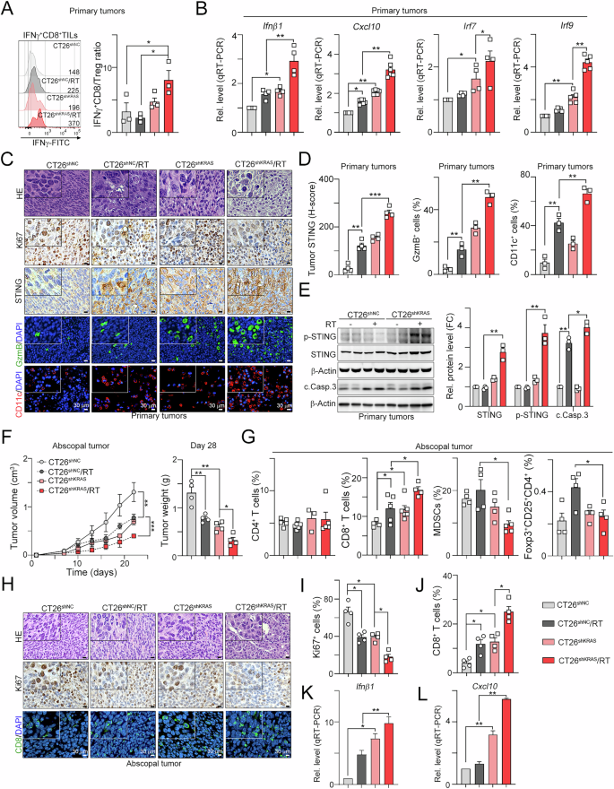 Fig. 2: Knockdown of KRAS significantly increased the infiltration of cytotoxic T lymphocytes and restored the level of cancer cell-intrinsic STING.