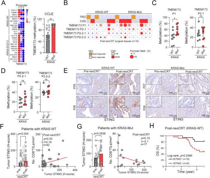 Fig. 4: Oncogenic KRAS significantly suppressed type I IFNs via DNMT3b-mediated STING methylation.