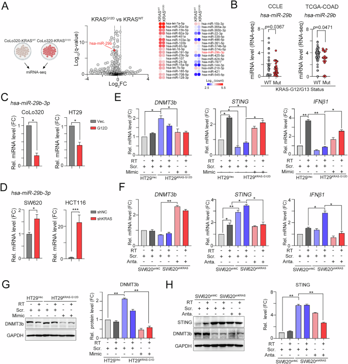 Fig. 5: Oncogenic KRAS markedly decreases miR-29b-3p expression, leading to DNMT3b upregulation to inhibit RT-induced STING expression.
