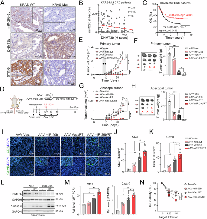 Fig. 6: Restoration of miR-29b-3p by AAV significantly increased the response to radiotherapy and decreased the abscopal tumor growth by systemic antitumor immunity.