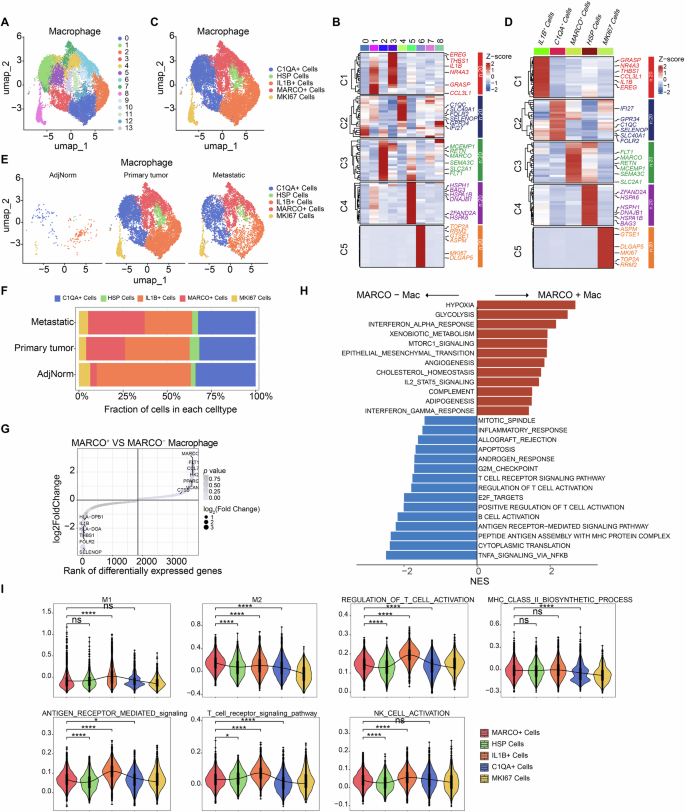 Fig. 1: Single-cell sequencing reveals an increased proportion of MARCO⁺ macrophages in both primary and metastatic PDAC tissues, exhibiting immunosuppressive signatures.
