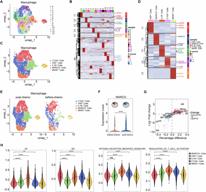 Fig. 2: Single-cell sequencing reveals an increased proportion of MARCO-expressing macrophages in patients with post-chemotherapy PDAC, exhibiting pro-tumorigenic signatures.