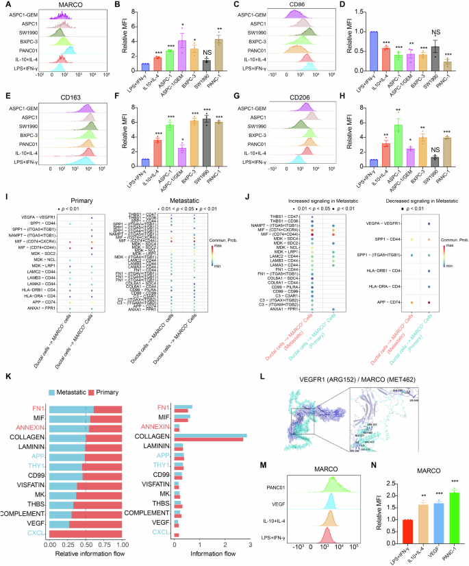Fig. 3: Human pancreatic cancer cells stimulate elevated levels of macrophage MARCO expression and polarize macrophage to M2-like phenotype.