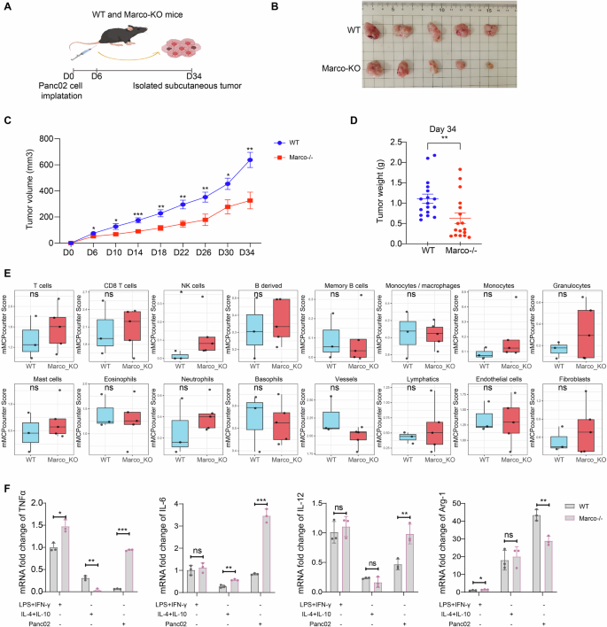 Fig. 4: Genetic ablation of Marco inhibits pancreatic cancer growth in vivo.