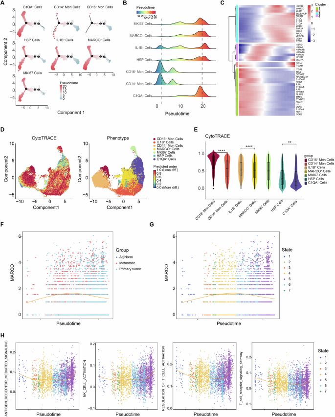 Fig. 6: Single-cell trajectory analysis with monocle 2 identifies MARCO+ macrophages.