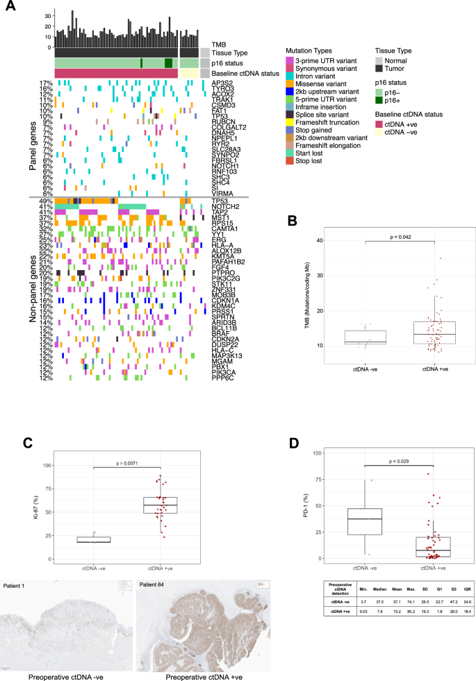 Fig. 5: Comparison of mutational and immunohistochemical characteristics between ctDNA high-shedders/low-shedders.