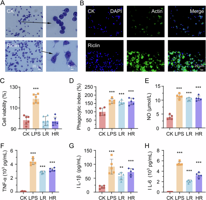 Fig. 2: Immunomodulatory effects of riclin on RAW 264.7 macrophages.