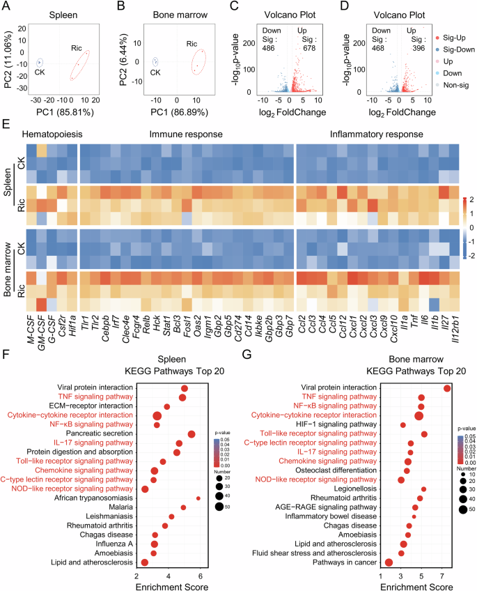 Fig. 3: Transcriptomic modulation of spleen and bone marrow by riclin.