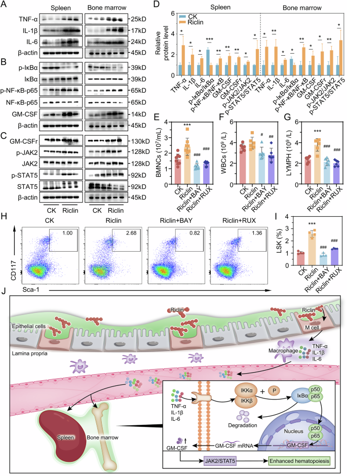 Fig. 4: Riclin activates NF-κB and JAK-STAT signaling pathways.