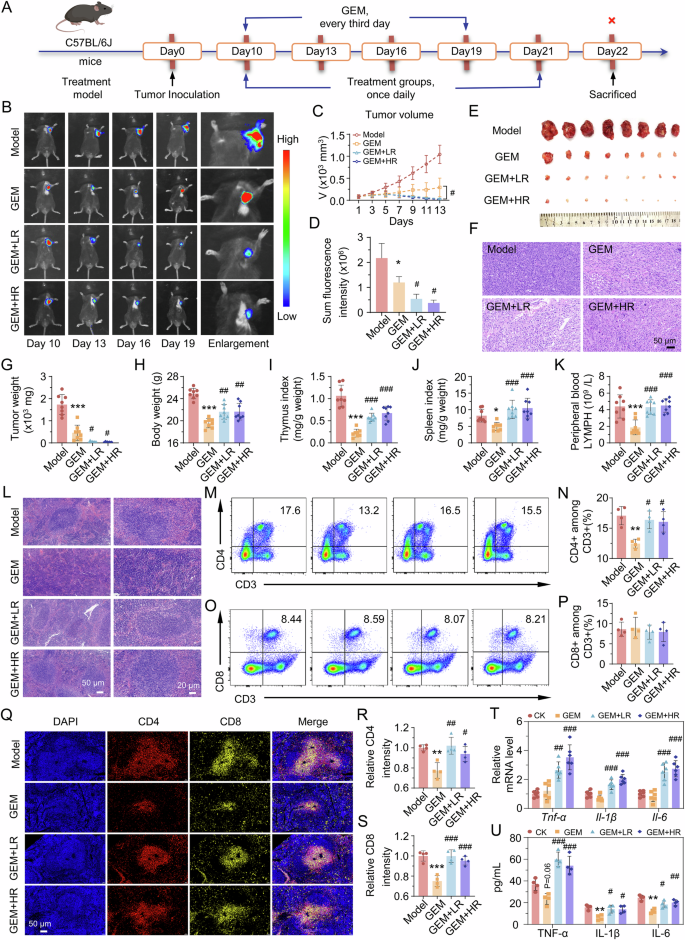 Fig. 7: Therapeutic efficacy of riclin combined with GEM in LLC tumor-bearing mice.